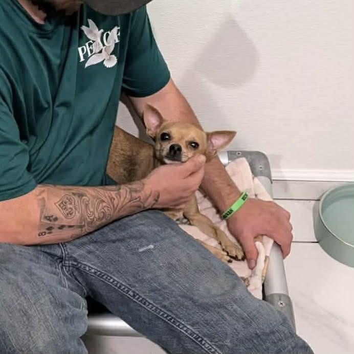 Enlarge Dexter, a ADOPTABLE Chihuahua in Boulder, CO image 3/6