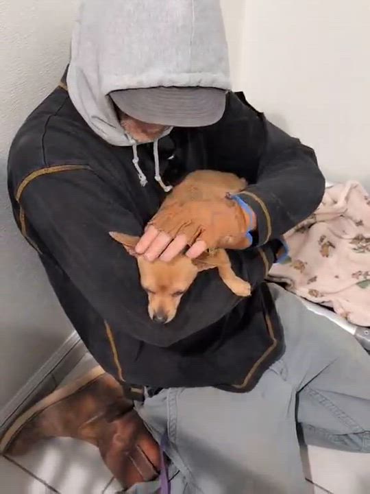 Enlarge Dexter, a ADOPTABLE Chihuahua in Boulder, CO video 6/6