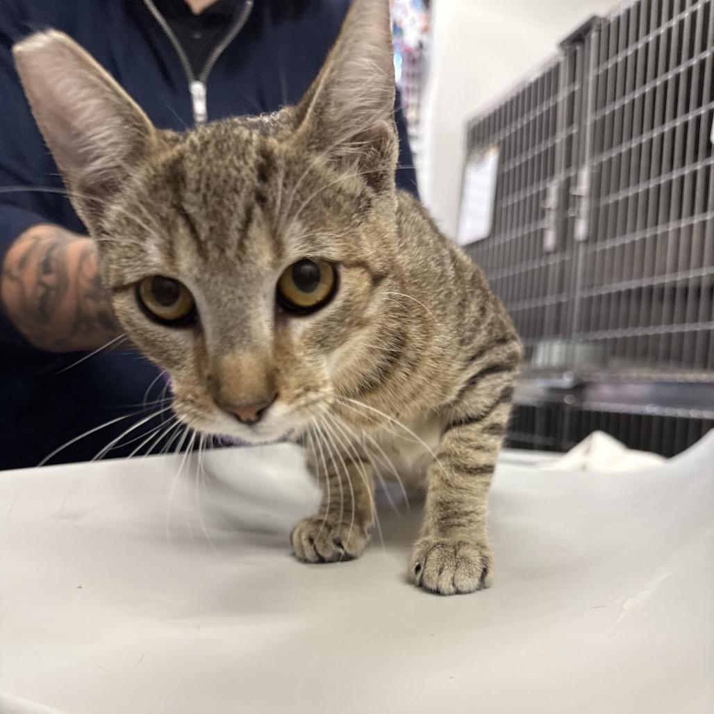 Yule, Adoptable, Young Male Domestic Short Hair.