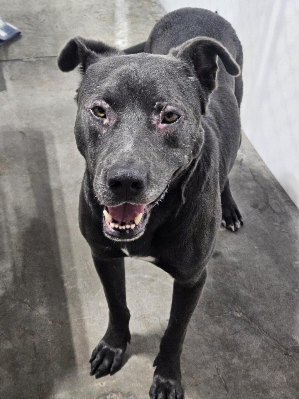 Enlarge Rory, a ADOPTABLE mixed breed in Billings, MT image 2/2