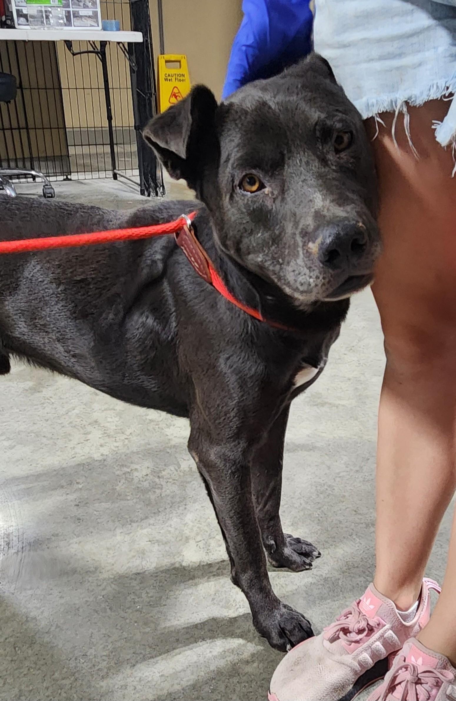Rory, ADOPTABLE, Adult Male Pit Bull Terrier.