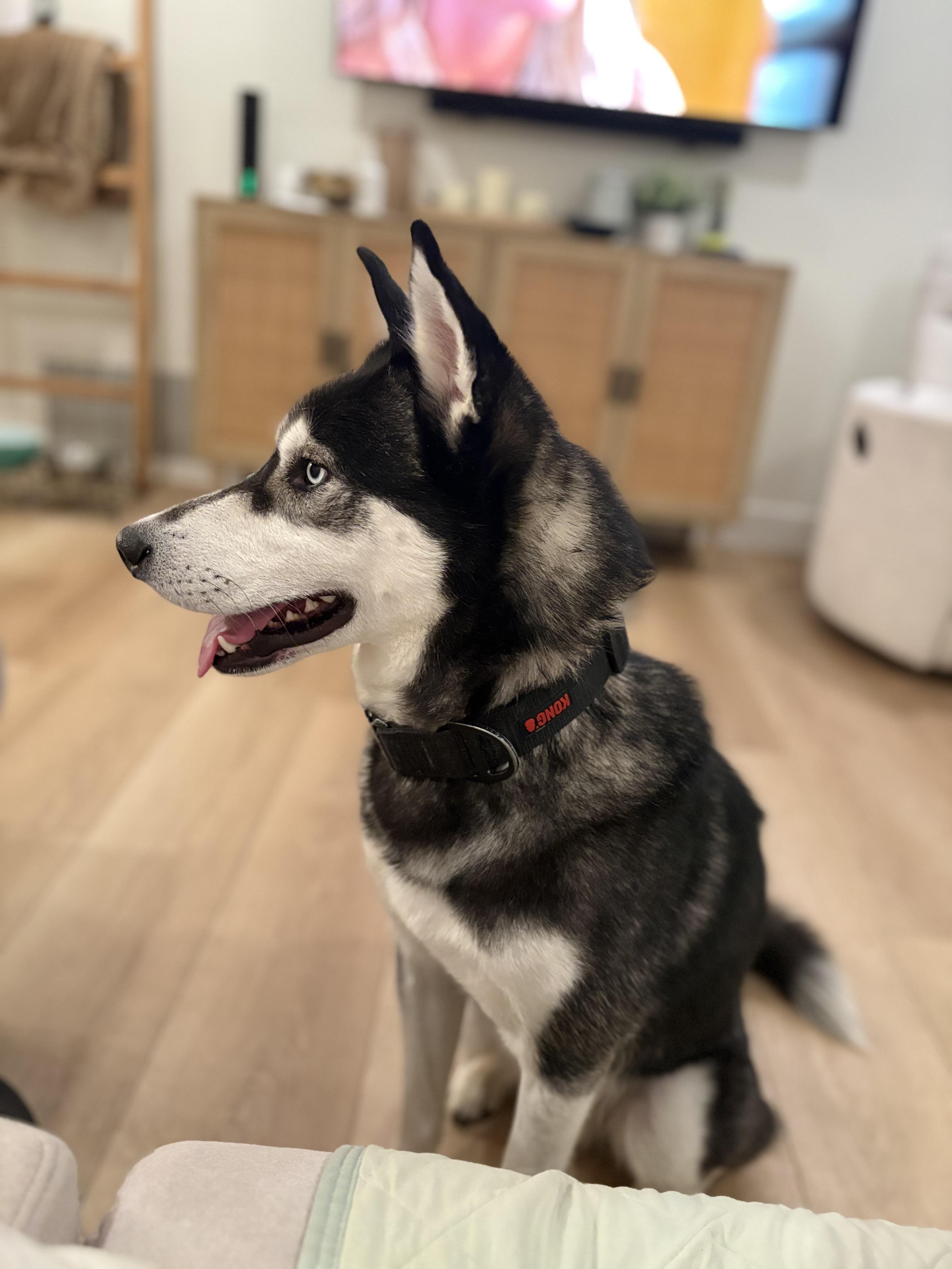 Clyde, a Adoptable Siberian Husky in Discovery Bay, CA image 1/6