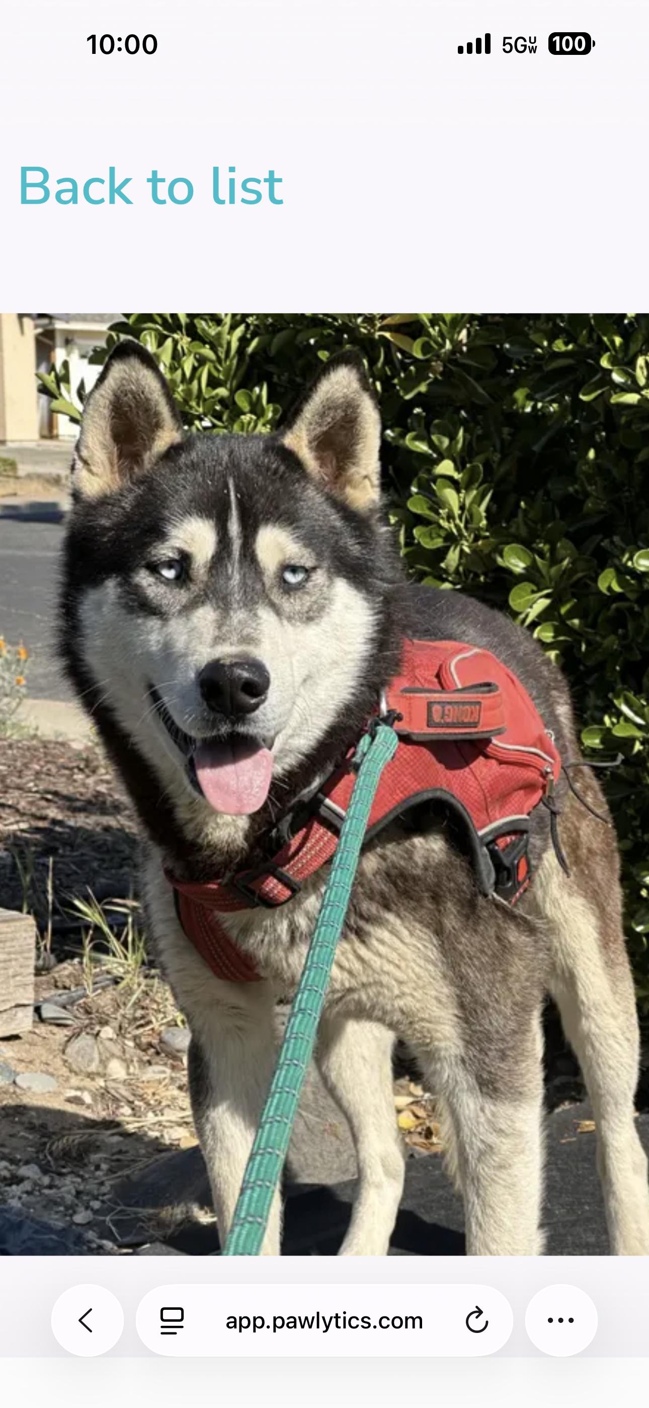 Clyde, a Adoptable Siberian Husky in Discovery Bay, CA image 2/6