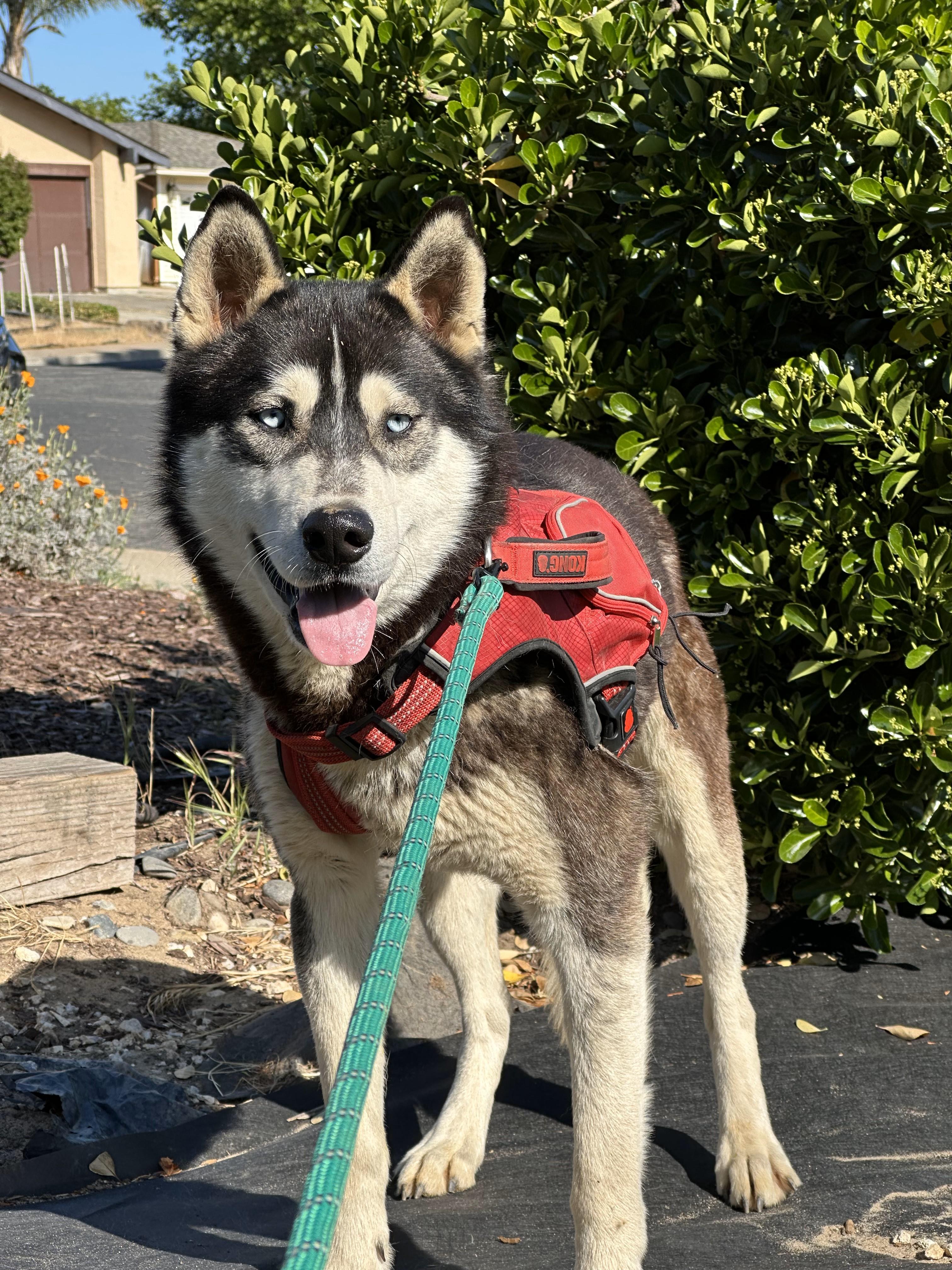 Enlarge Clyde, a Adoptable Siberian Husky in Discovery Bay, CA image 2/6