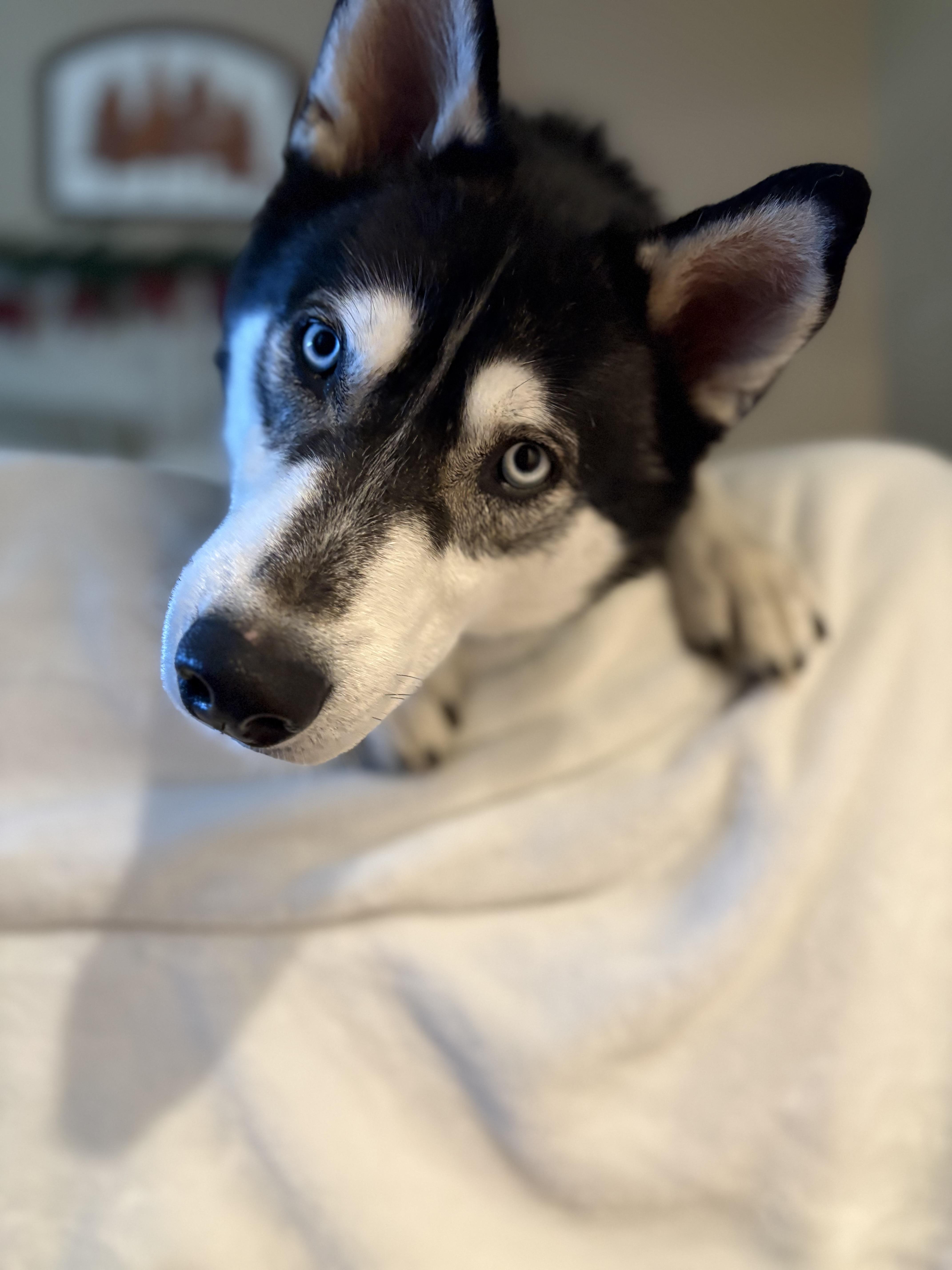 Clyde, a Adoptable Siberian Husky in Discovery Bay, CA image 3/6