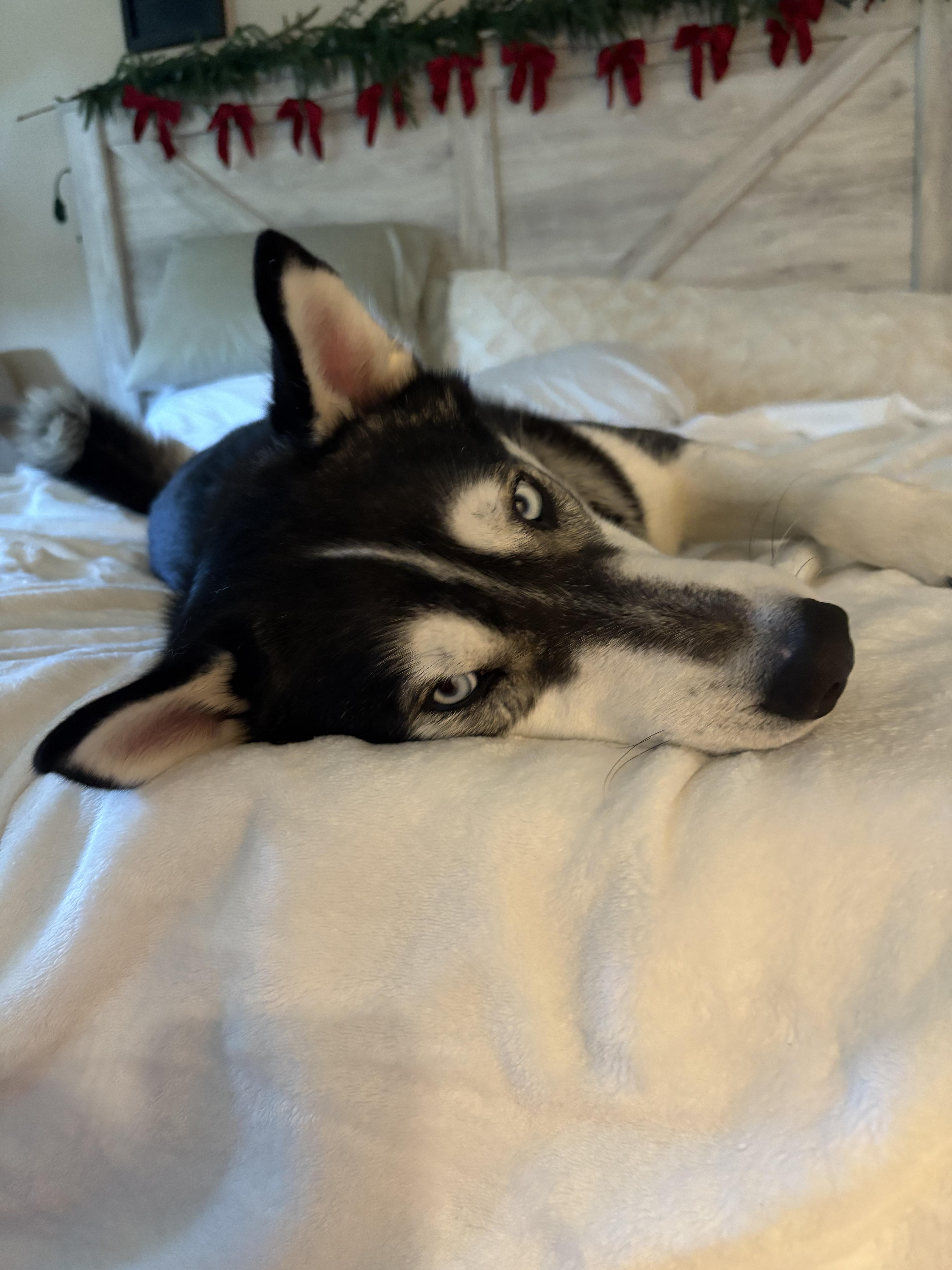 Clyde, a Adoptable Siberian Husky in Discovery Bay, CA image 4/6
