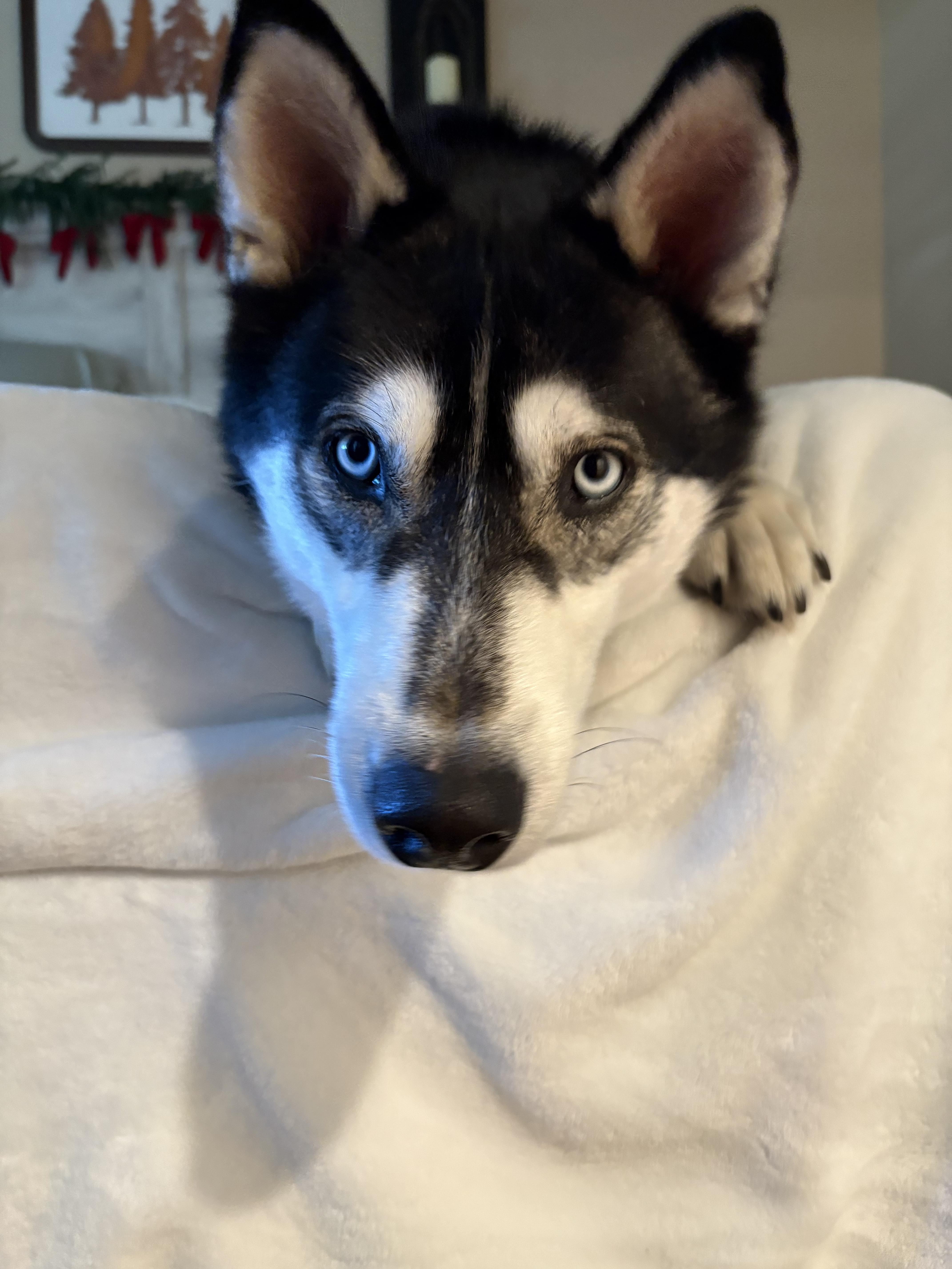 Clyde, a Adoptable Siberian Husky in Discovery Bay, CA image 6/6
