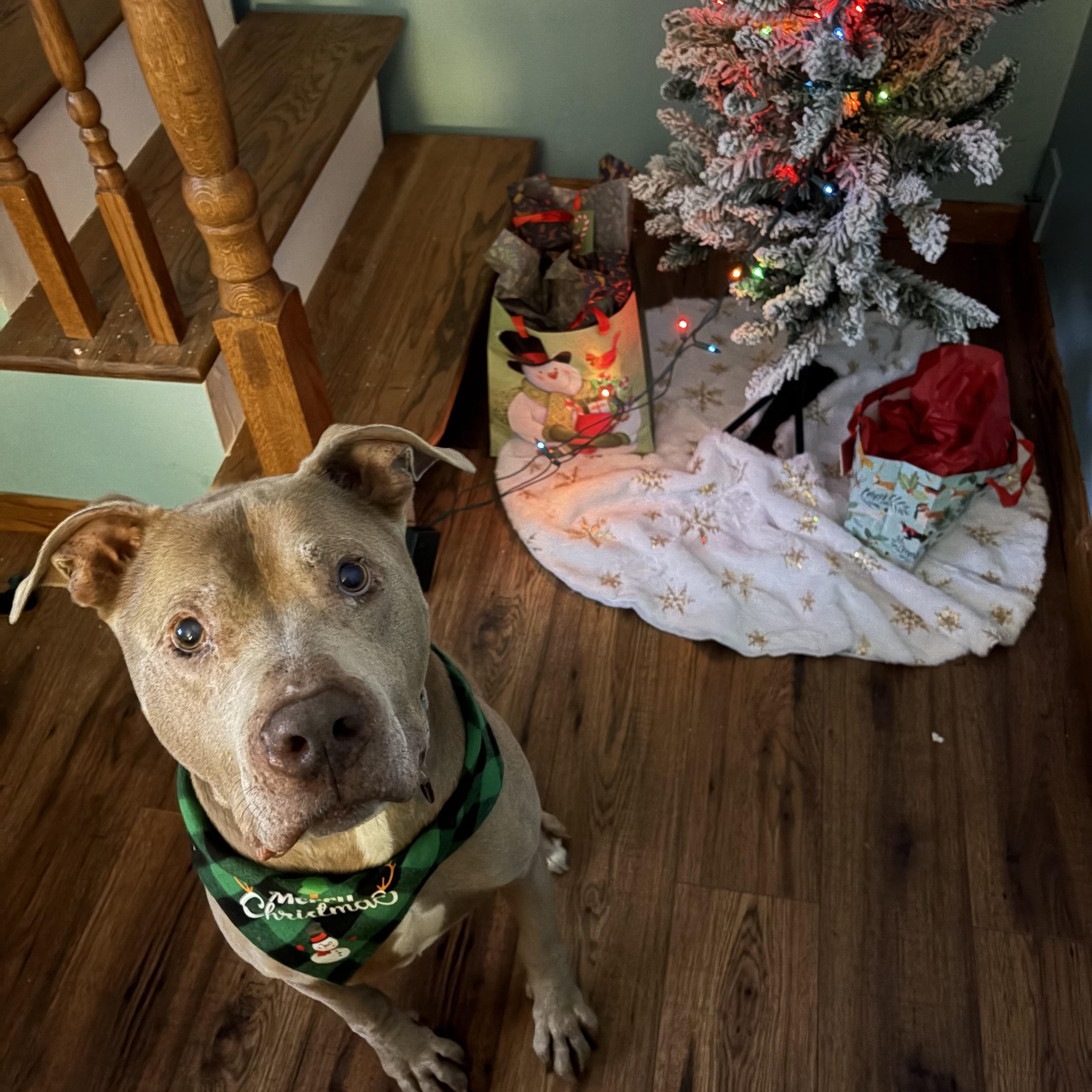 Deon, ADOPTABLE, Senior Male Pit Bull Terrier.