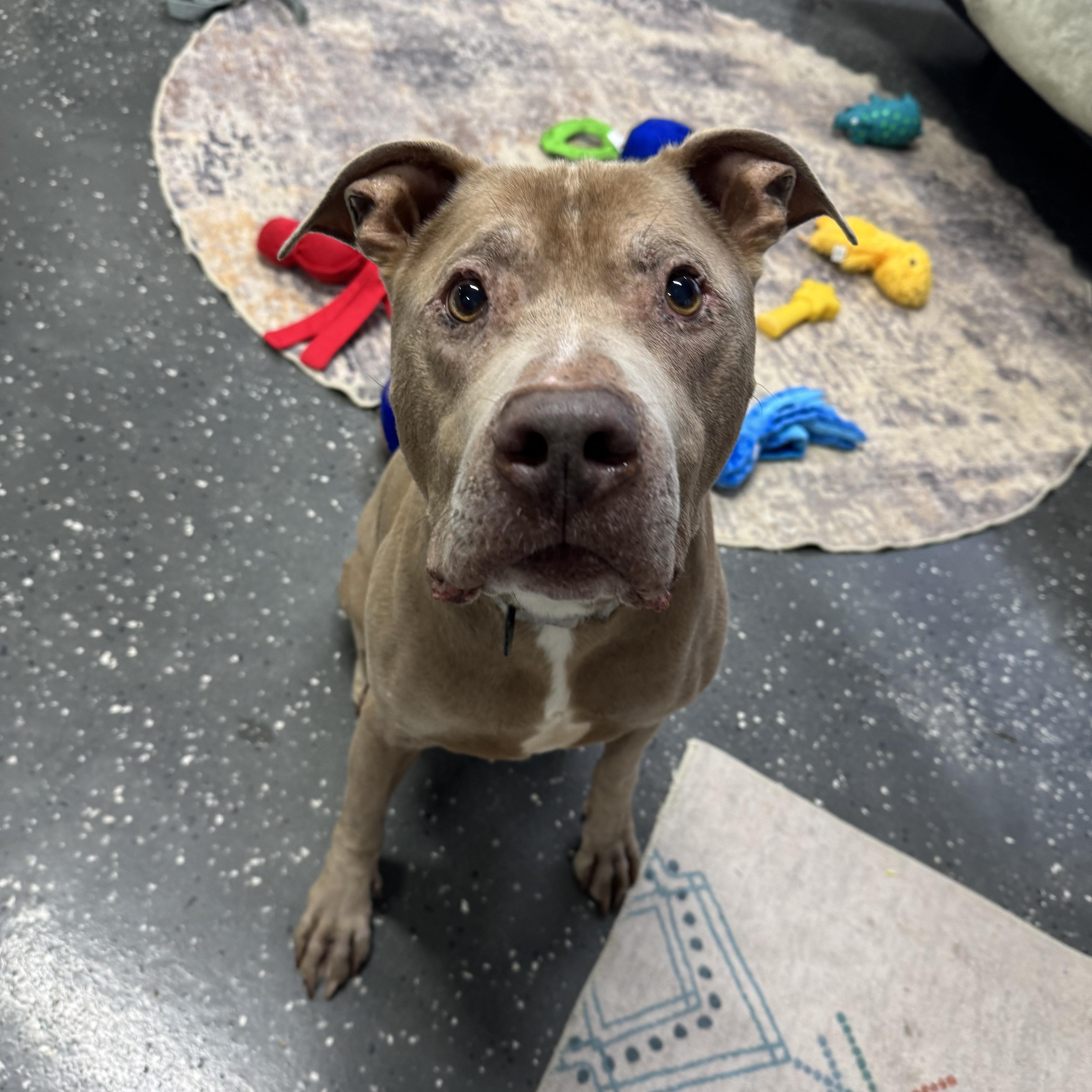 Enlarge Deon, a ADOPTABLE mixed breed in Youngstown, OH image 1/6