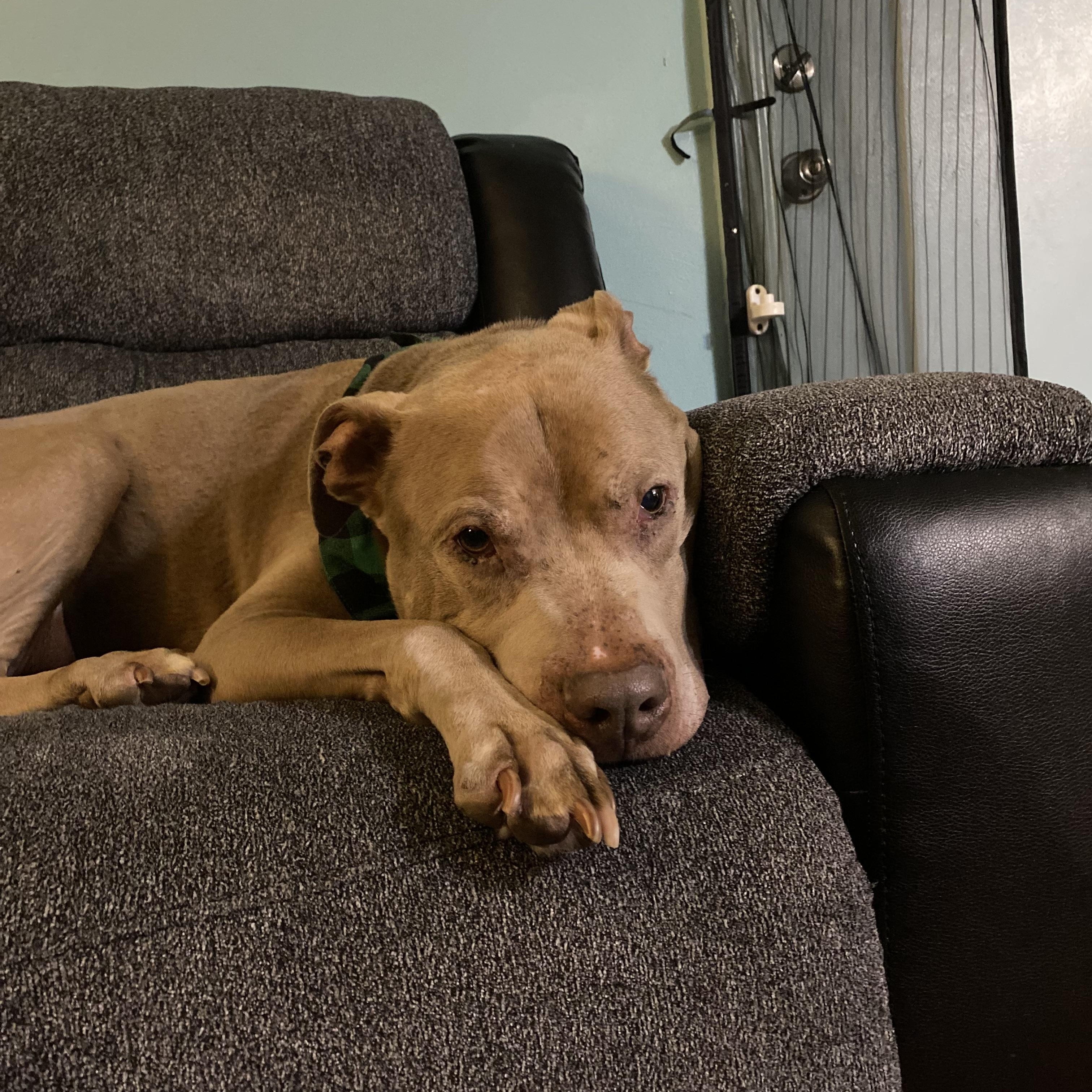 Enlarge Deon, a ADOPTABLE mixed breed in Youngstown, OH image 5/6