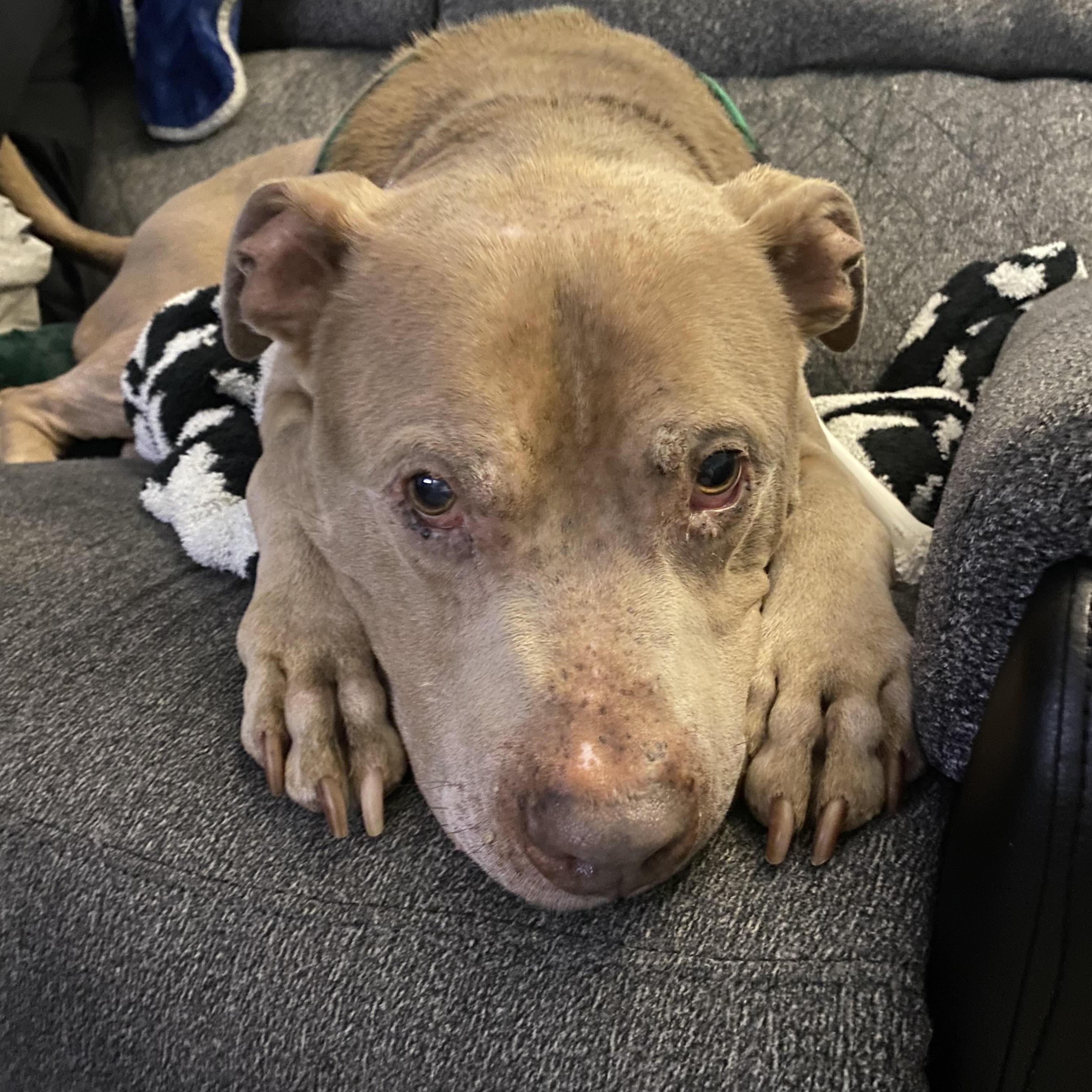 Enlarge Deon, a ADOPTABLE mixed breed in Youngstown, OH image 6/6