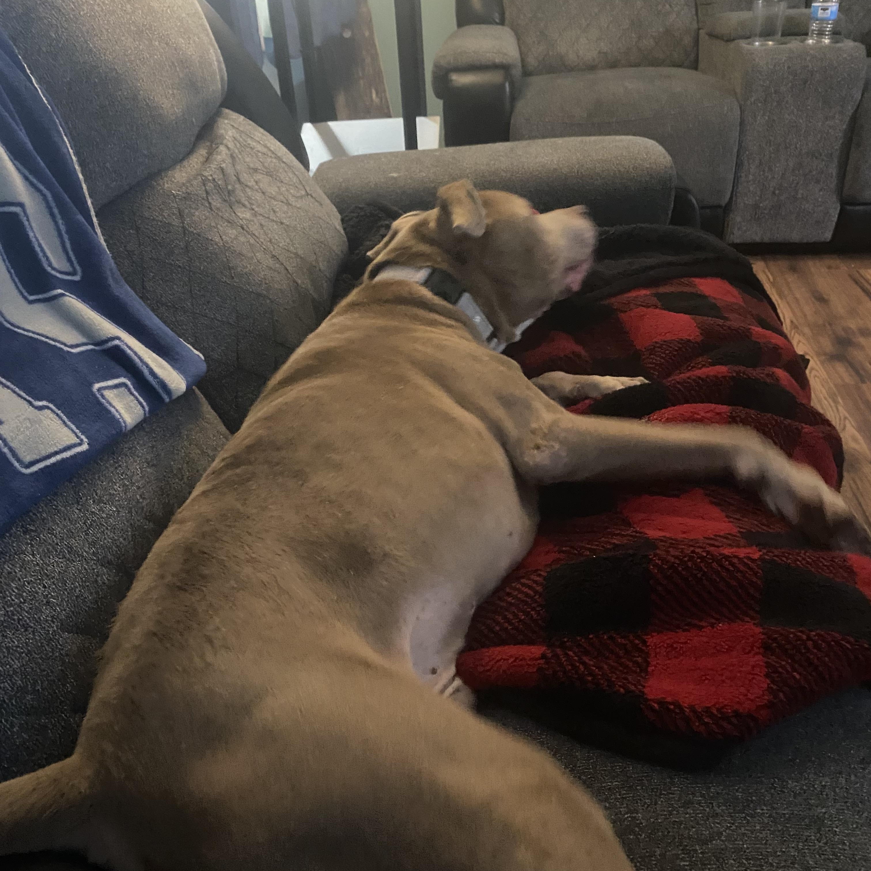 Deon, ADOPTABLE, Senior Male Pit Bull Terrier.