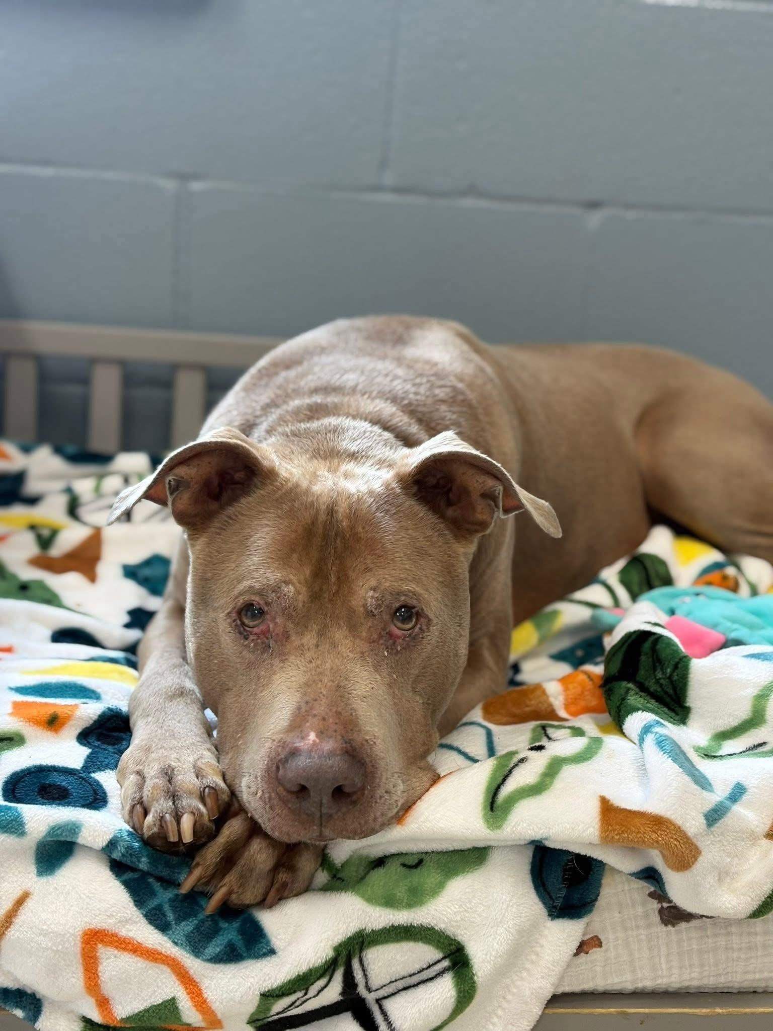 Deon, a ADOPTABLE mixed breed in Youngstown, OH image 2/3