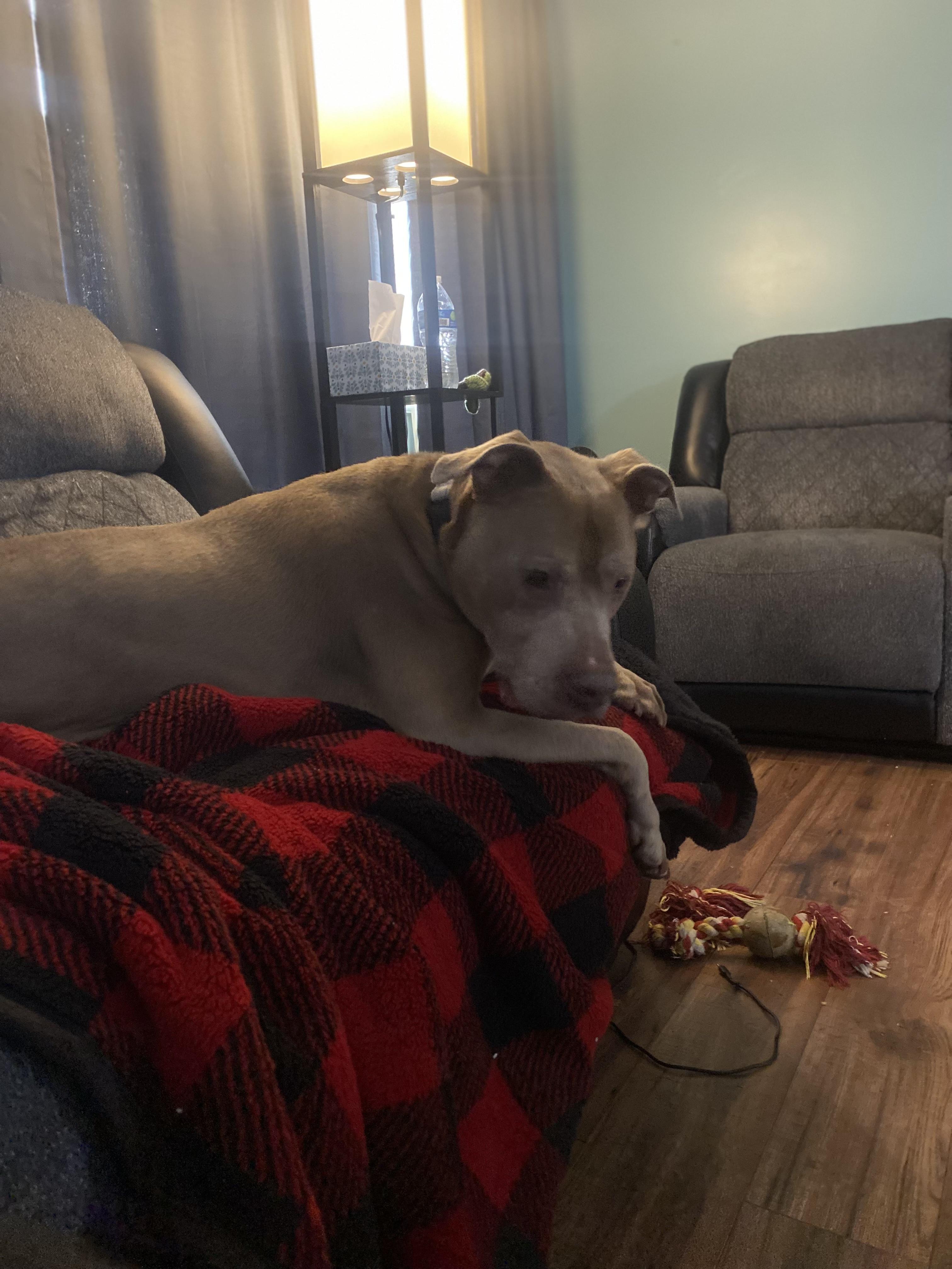 Deon, a ADOPTABLE mixed breed in Youngstown, OH image 3/3