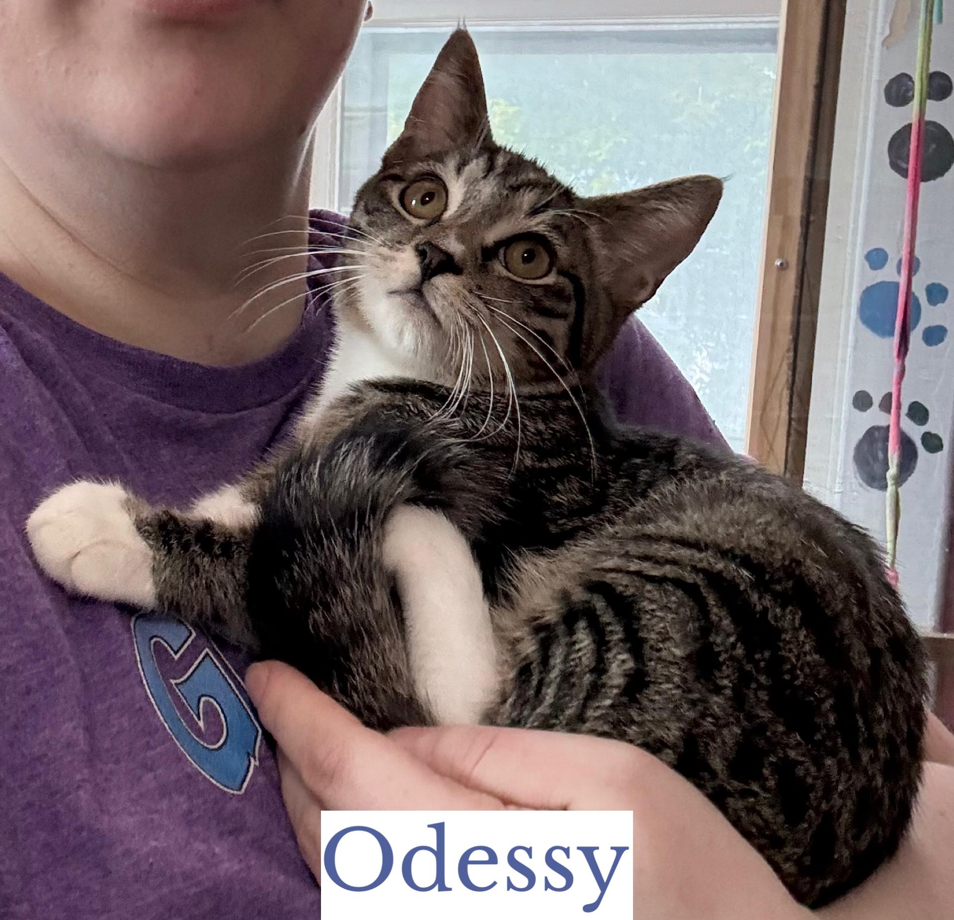 Enlarge Odessy, a Adoptable Domestic Short Hair in Berkeley Springs, WV image 2/3