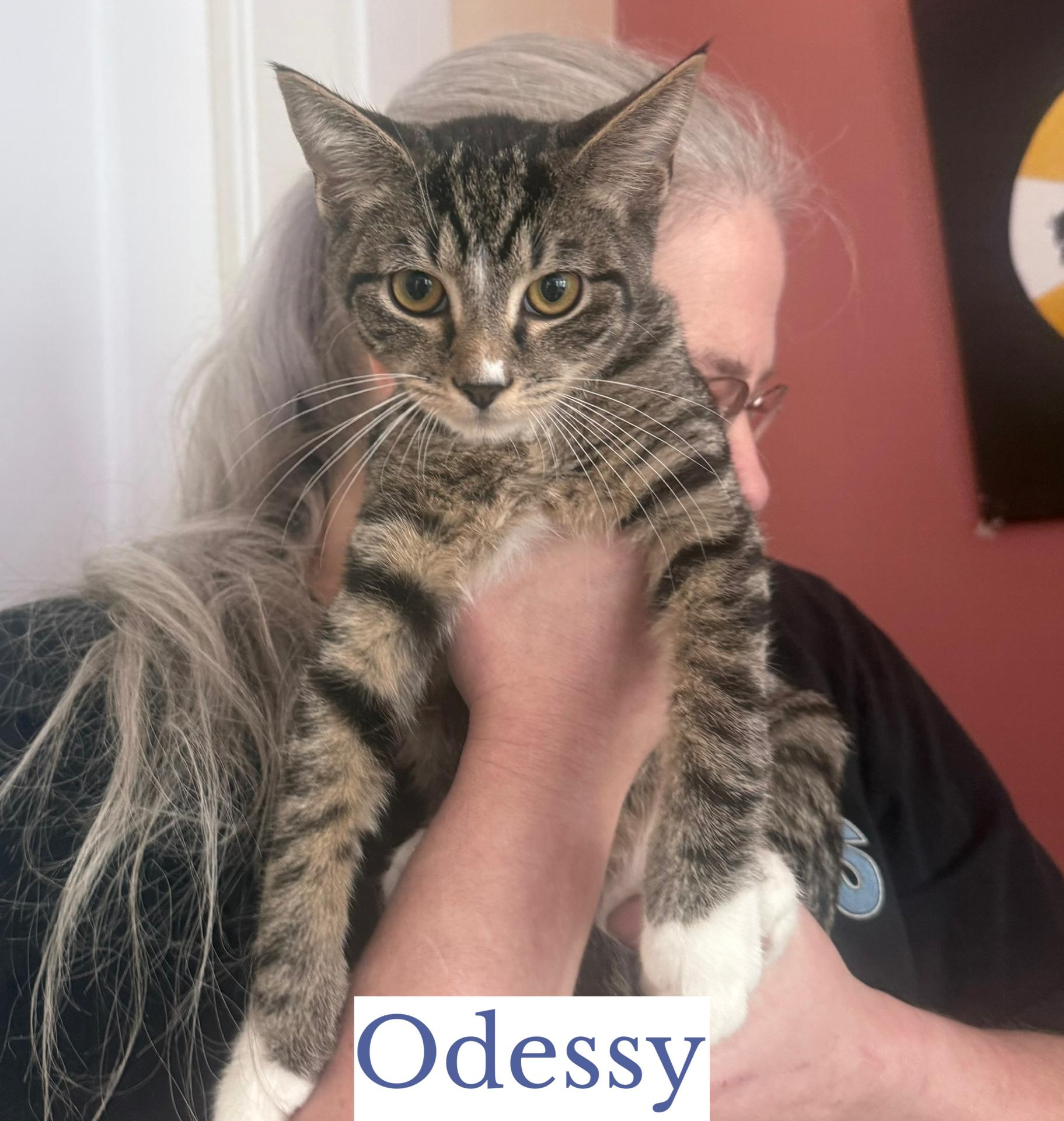 Enlarge Odessy, a Adoptable Domestic Short Hair in Berkeley Springs, WV image 3/3