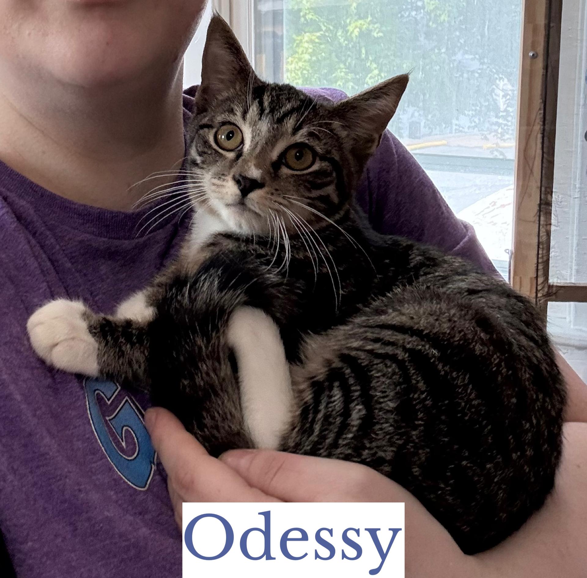 Enlarge Odessy, a Adoptable Domestic Short Hair in Berkeley Springs, WV image 1/3