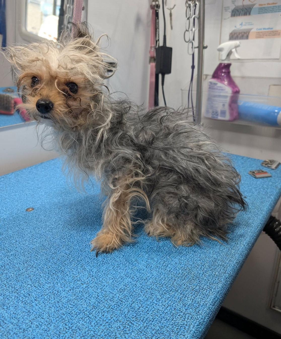 Enlarge Rose - ADOPTION IN PROCESS, a Adoptable Yorkshire Terrier in Grafton, WI image 1/3