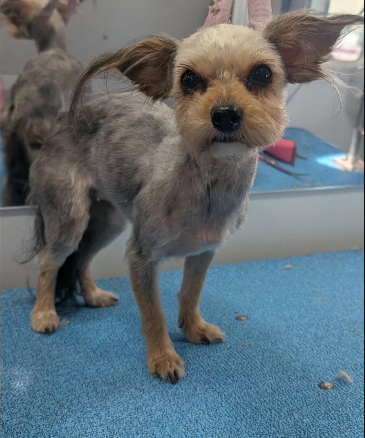 Enlarge Rose - ADOPTION IN PROCESS, a Adoptable Yorkshire Terrier in Grafton, WI image 2/3