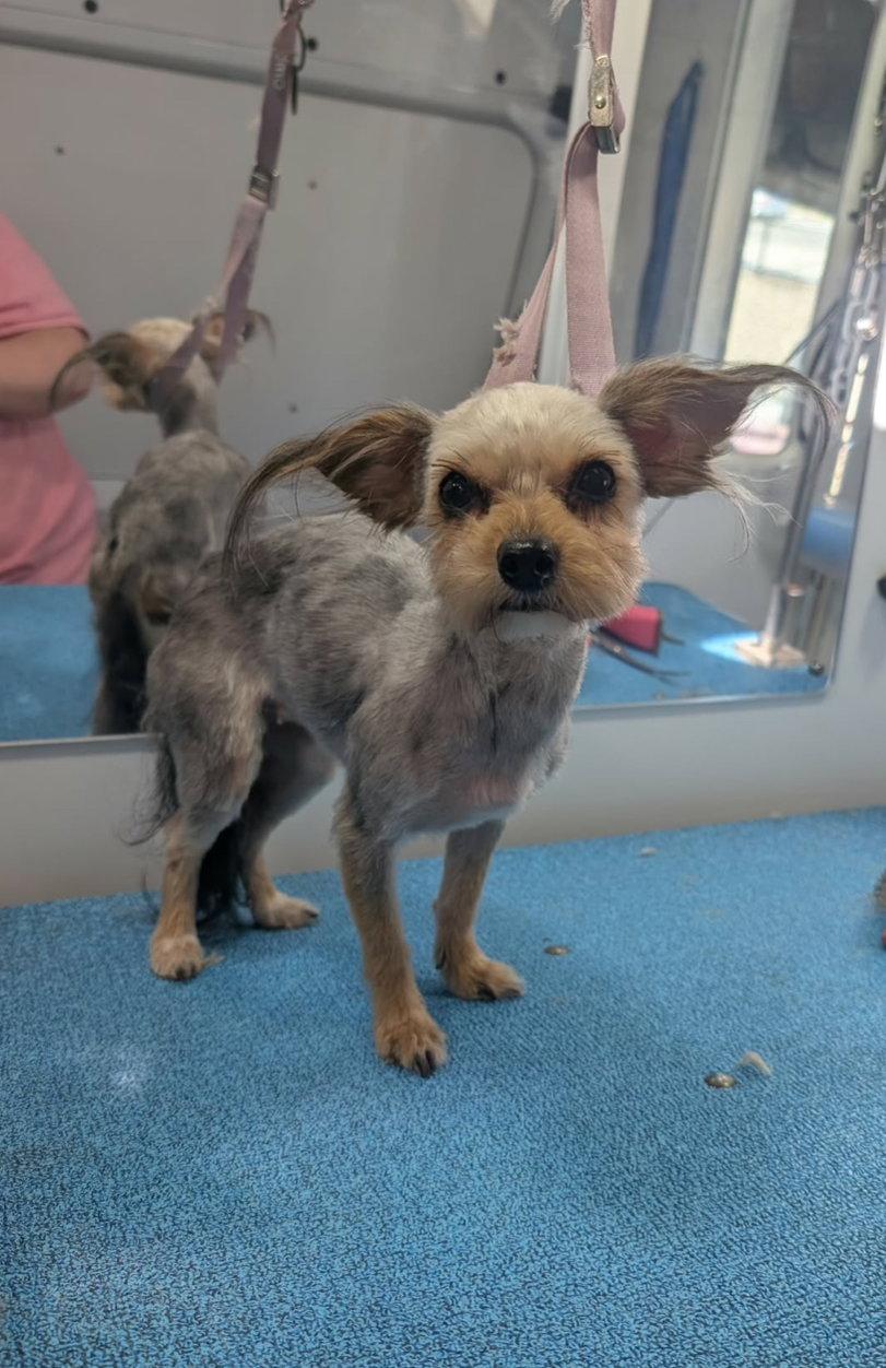 Enlarge Rose - ADOPTION IN PROCESS, a Adoptable Yorkshire Terrier in Grafton, WI image 3/3