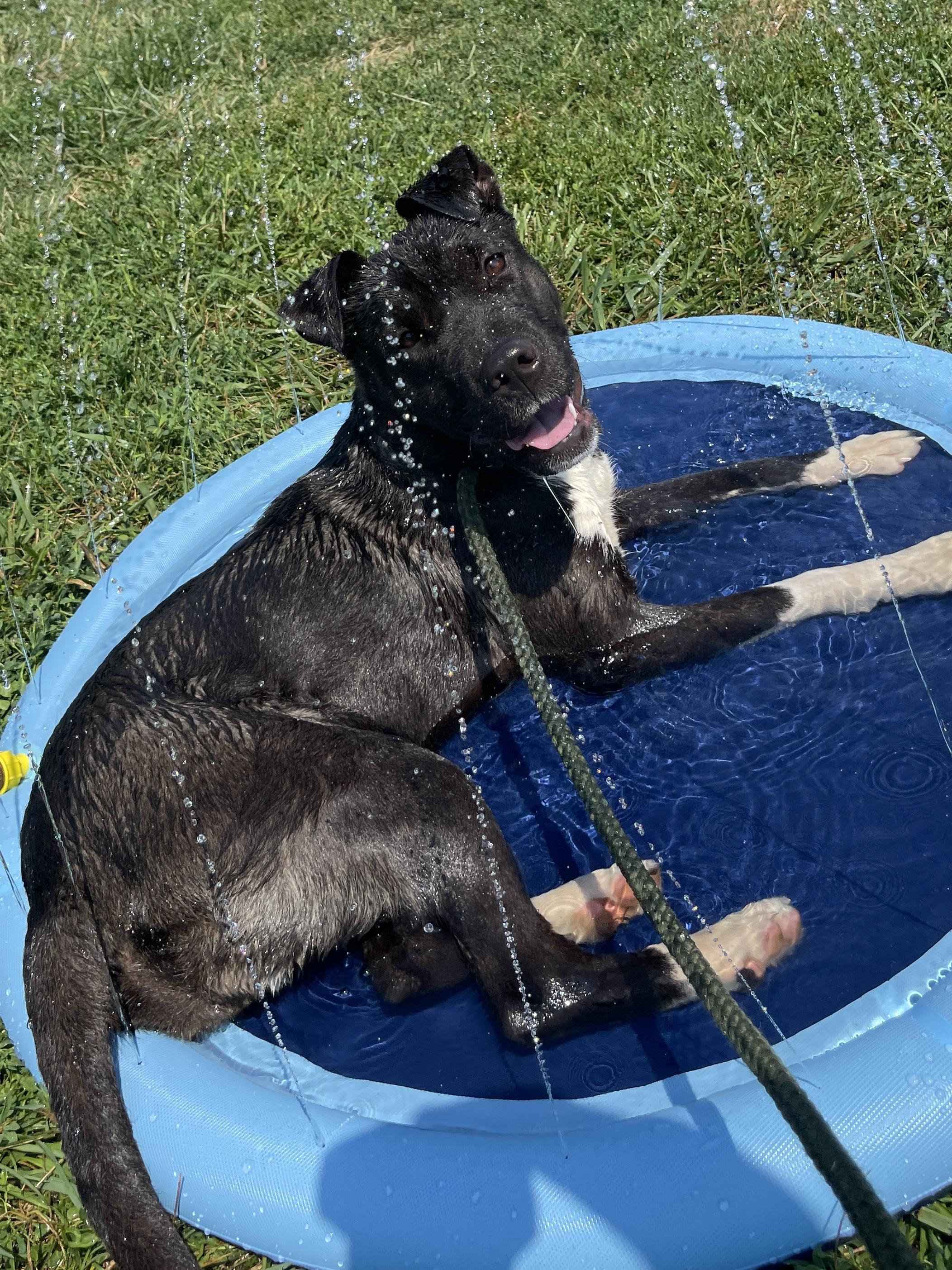 Sussex, an adoptable Pit Bull Terrier in Allegan, MI, 49010 | Photo Image 3