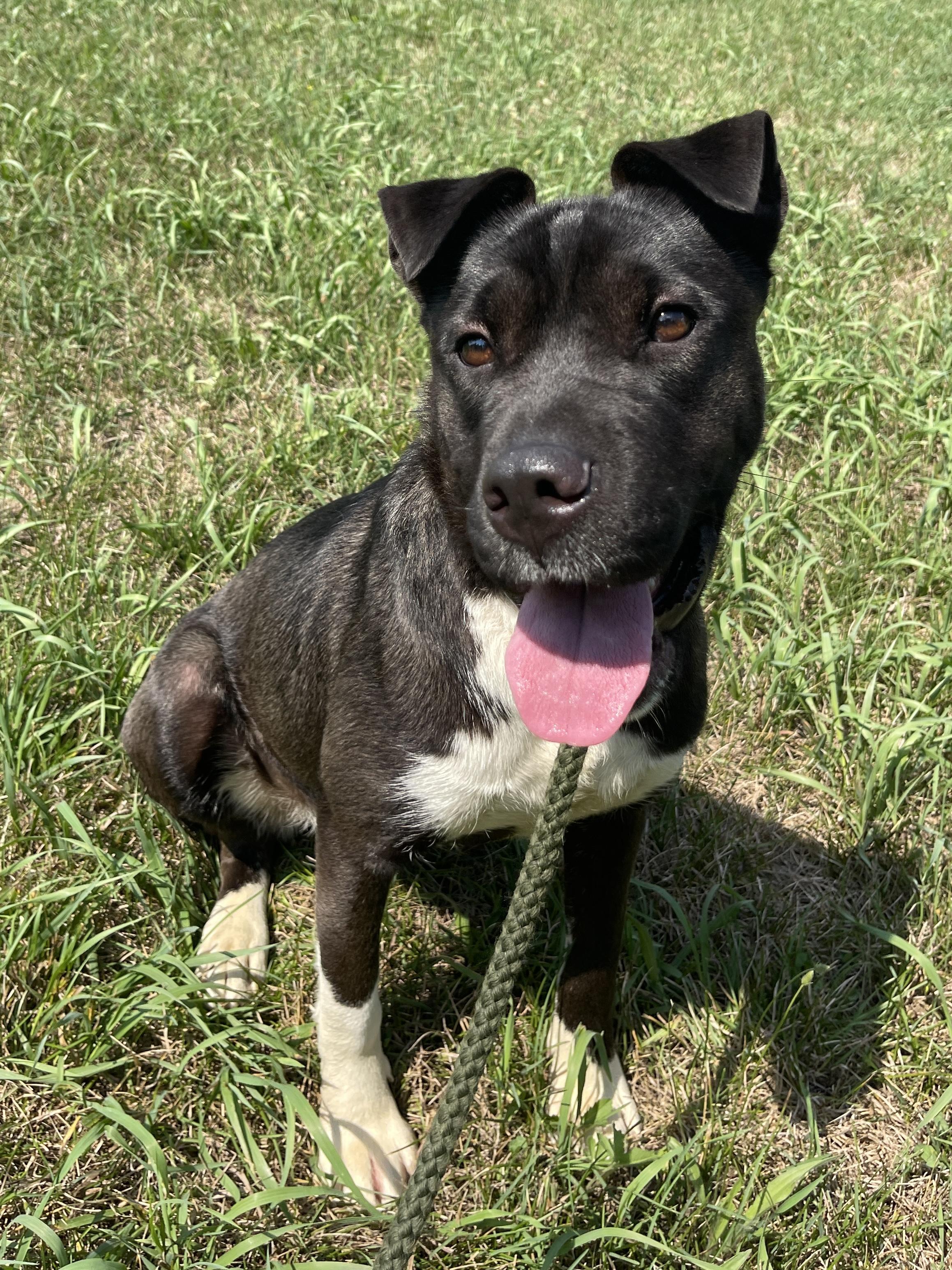 Sussex, an adoptable Pit Bull Terrier in Allegan, MI, 49010 | Photo Image 6