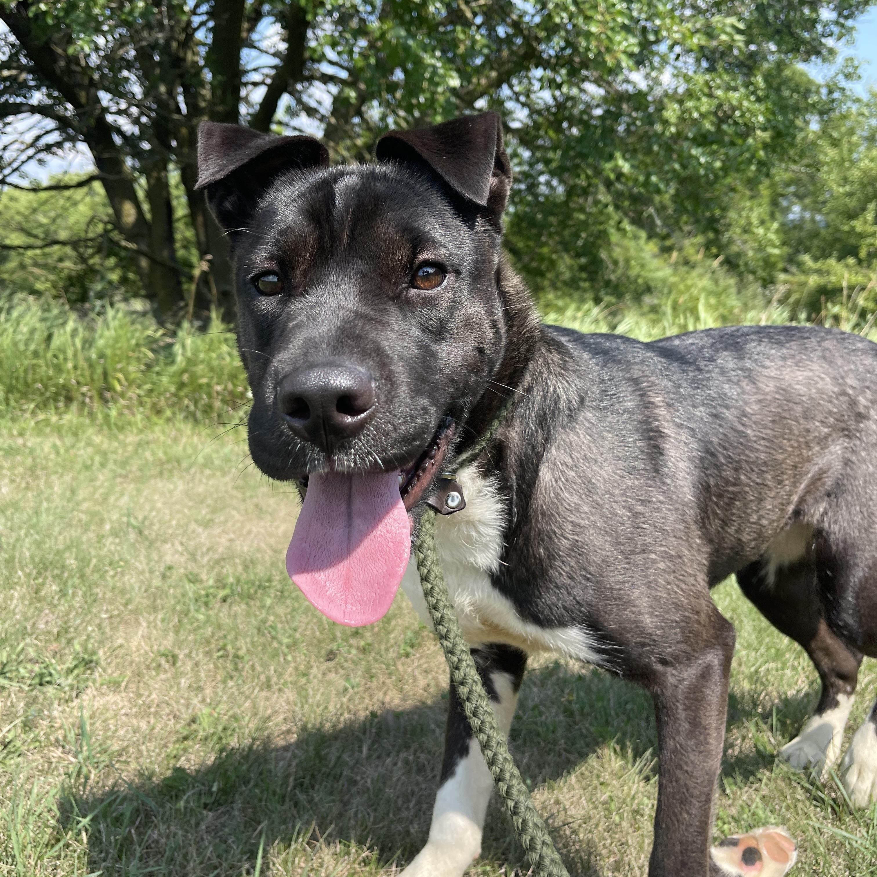Sussex, an adoptable Pit Bull Terrier in Allegan, MI, 49010 | Photo Image 4