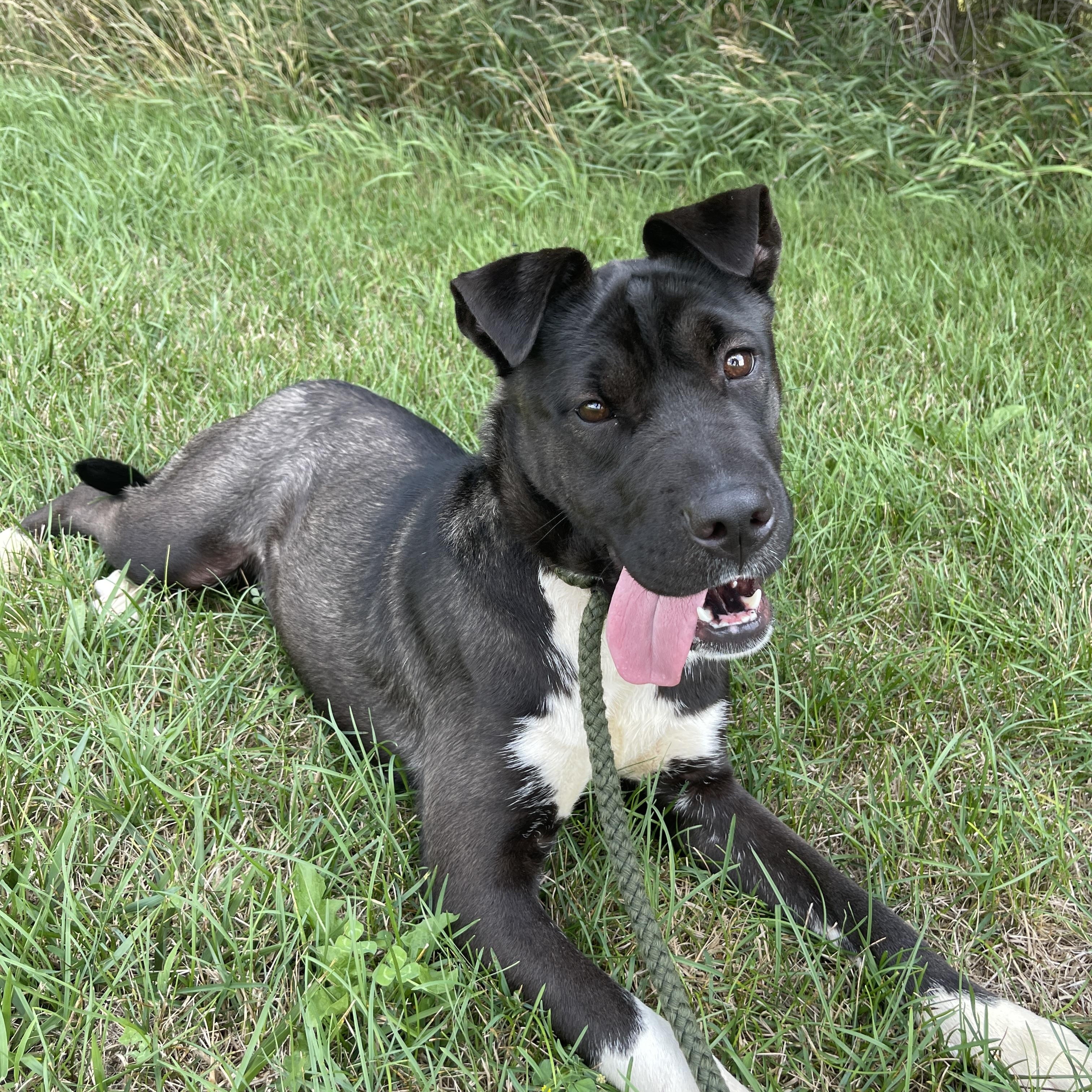 Sussex, an adoptable Pit Bull Terrier in Allegan, MI, 49010 | Photo Image 2