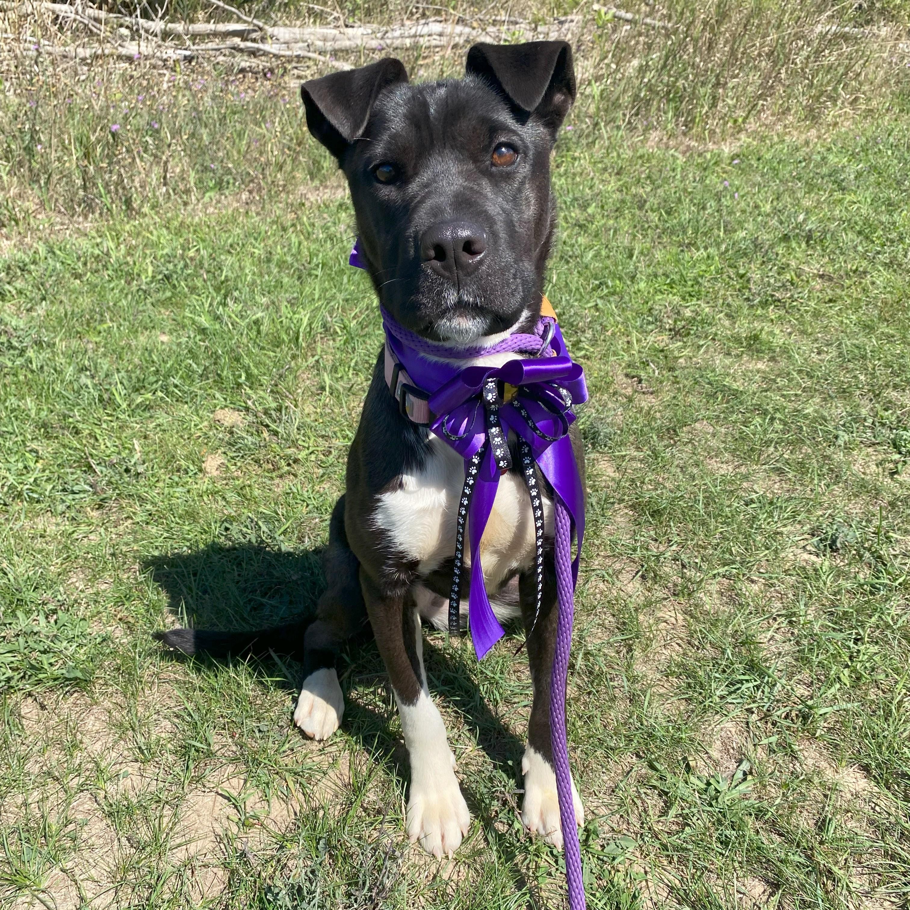 Sussex, an adoptable Pit Bull Terrier in Allegan, MI, 49010 | Photo Image 4