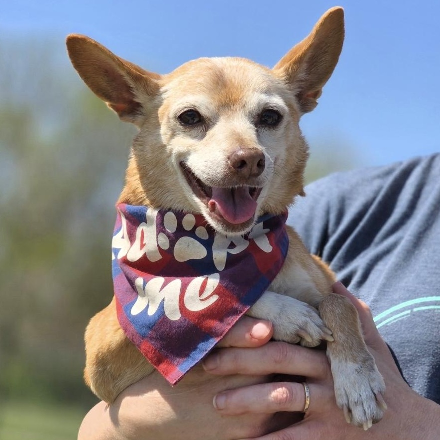 Banjo, Adoptable, Senior Male Chihuahua.