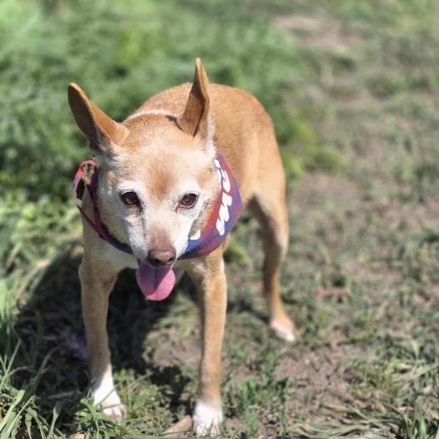 Enlarge Banjo, a Adoptable mixed breed in Lincoln, NE image 5/6