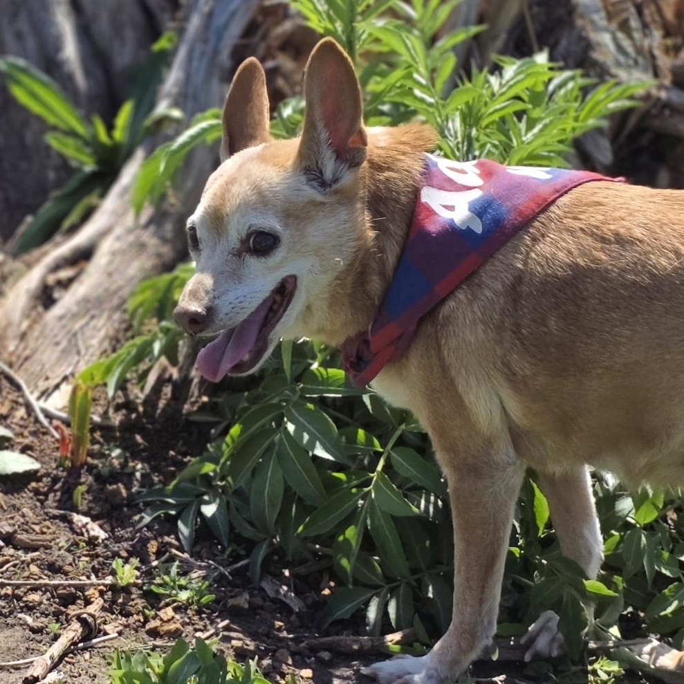 Enlarge Banjo, a Adoptable mixed breed in Lincoln, NE image 4/6