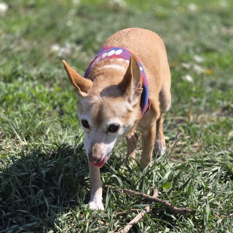 Enlarge Banjo, a Adoptable mixed breed in Lincoln, NE image 3/6