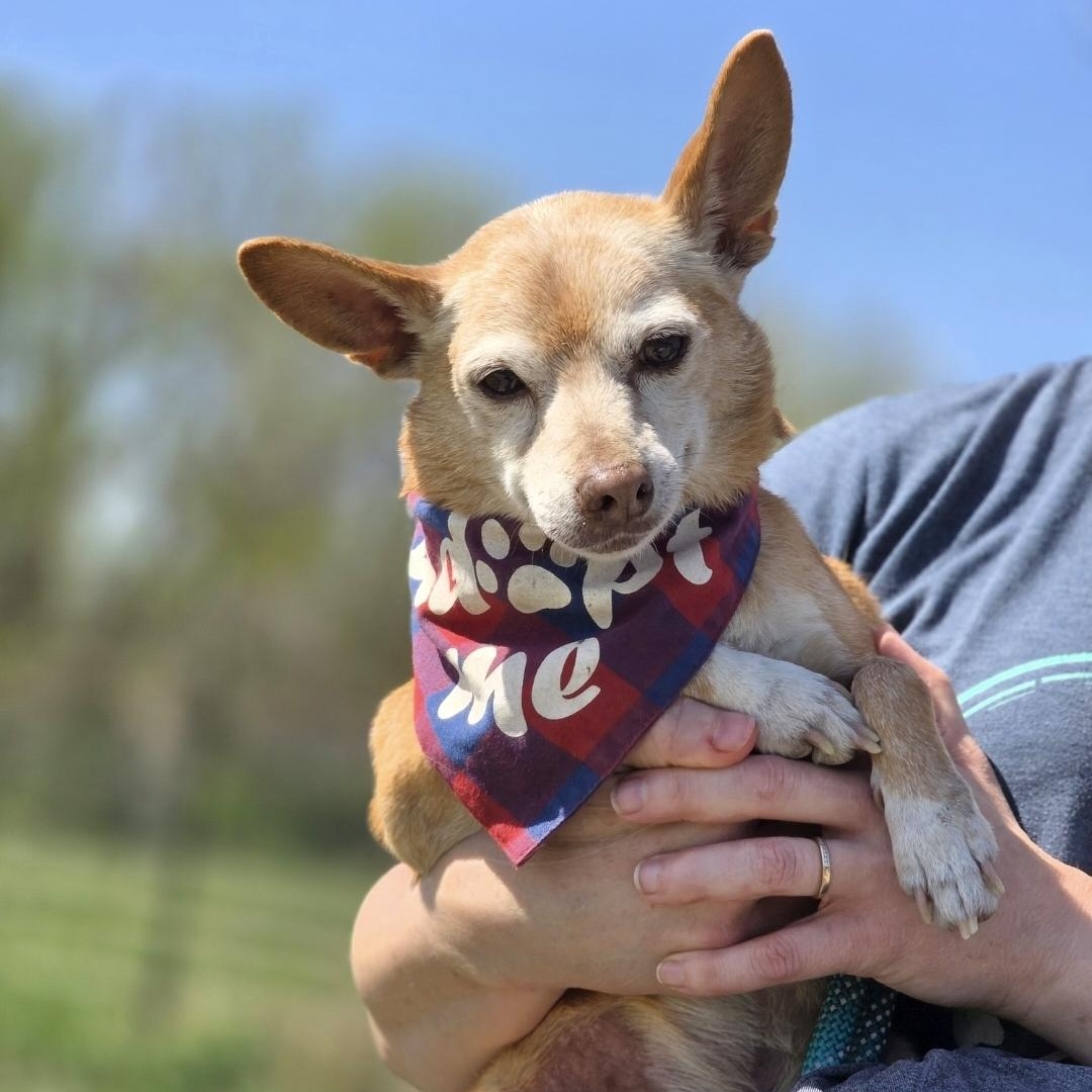 Enlarge Banjo, a Adoptable mixed breed in Lincoln, NE image 6/6