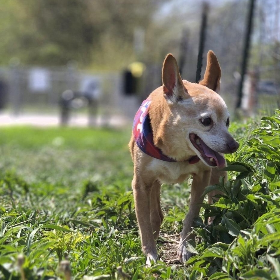 Enlarge Banjo, a Adoptable mixed breed in Lincoln, NE image 2/6