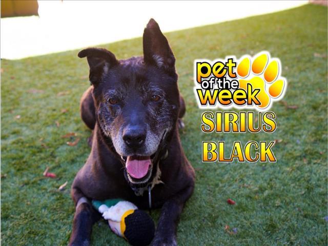 URGENT! Please save me? SIRIUS BLACK - ID#A503670