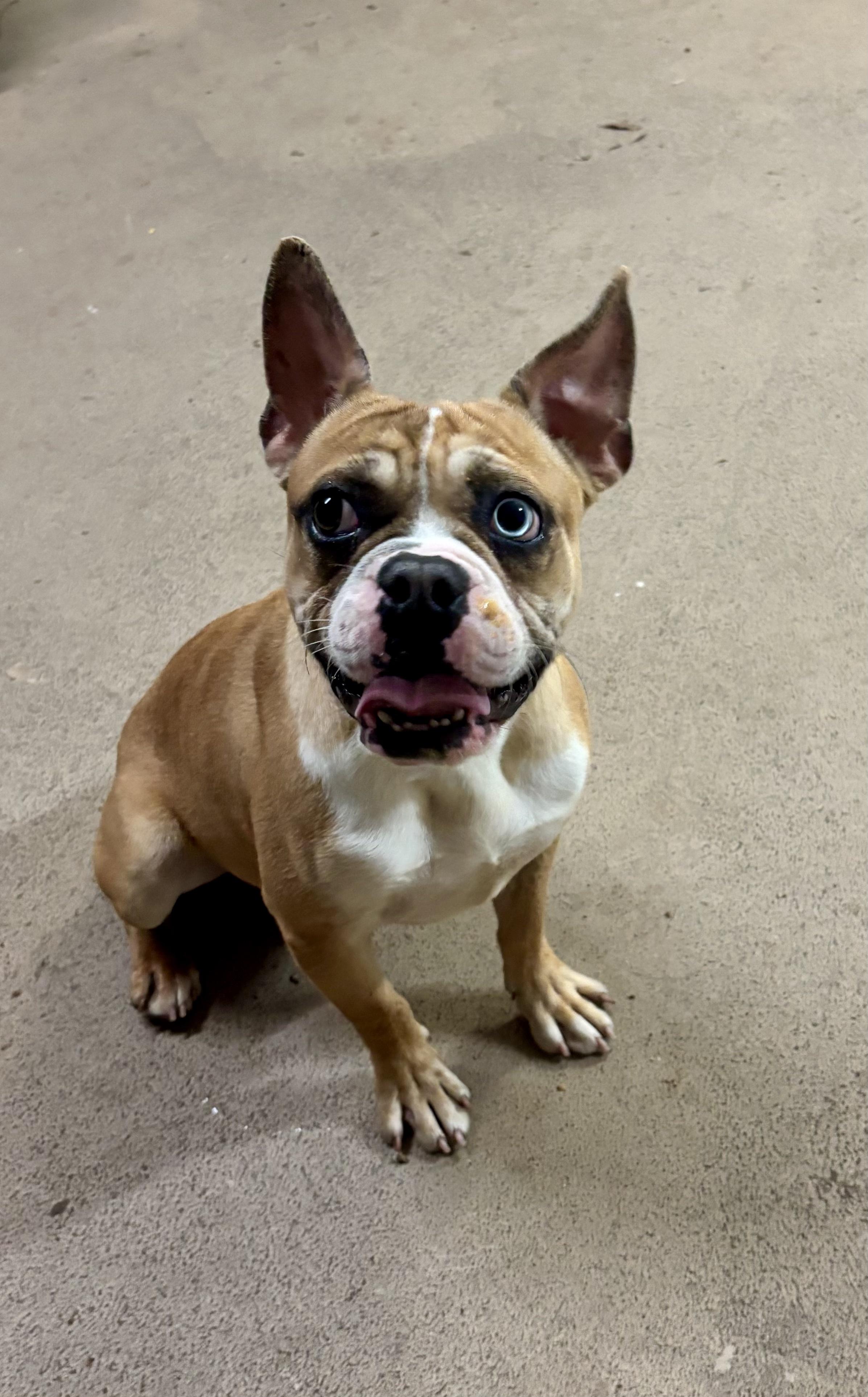 Pipo ( 30lbs ,quiet, friendly, house trained, crate trained, super cute ), adopted, Young Male French Bulldog.