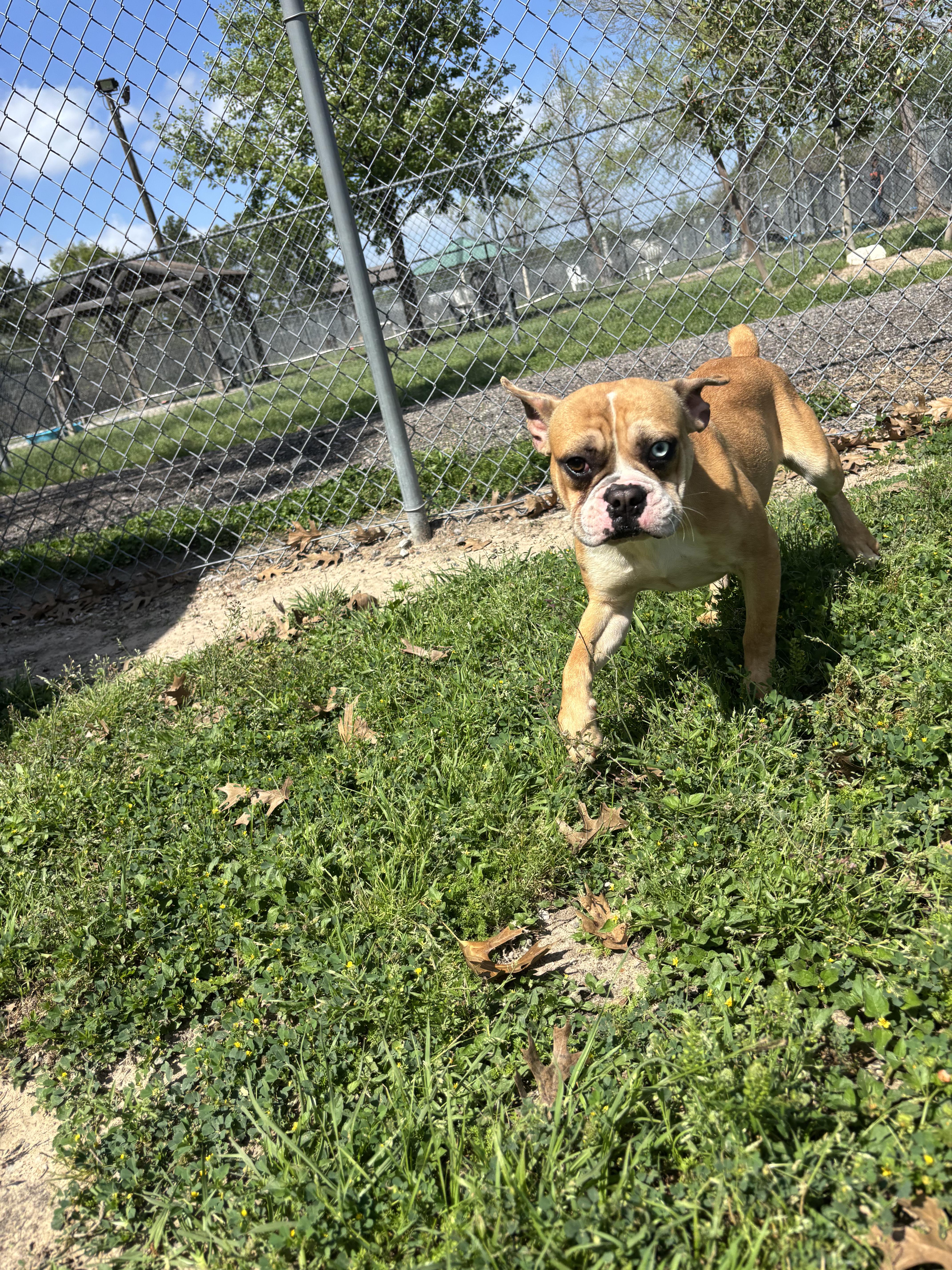 Enlarge Pipo ( 30lbs ,quiet, friendly, house trained, crate trained, super cute ), an adopted mixed breed in Detroit, MI image 5/6