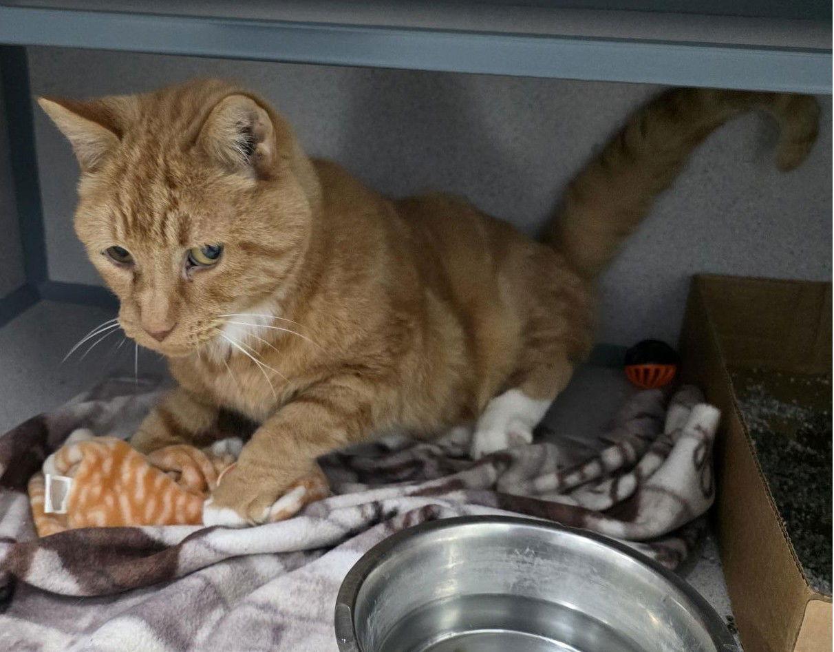 Enlarge Socks, a Adoptable Domestic Medium Hair in Knoxville, IA image 1/1