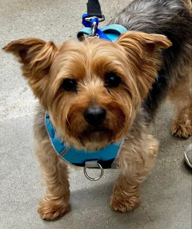 Sam * Adopt*, Adoptable, Young Male Yorkshire Terrier.