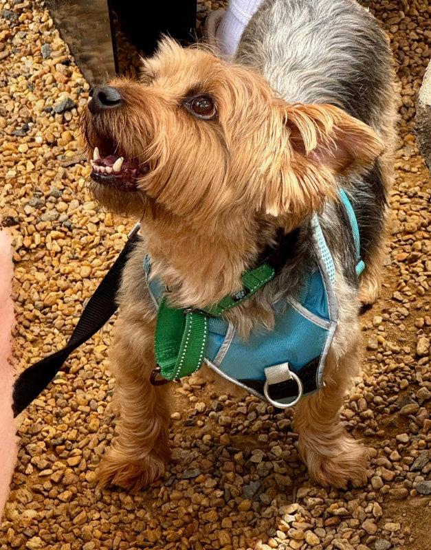Enlarge Sam * Adopt*, a Adoptable Yorkshire Terrier in Fairfax, VA image 2/3