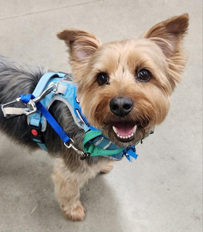 Enlarge Sam * Adopt*, a Adoptable Yorkshire Terrier in Fairfax, VA image 3/3