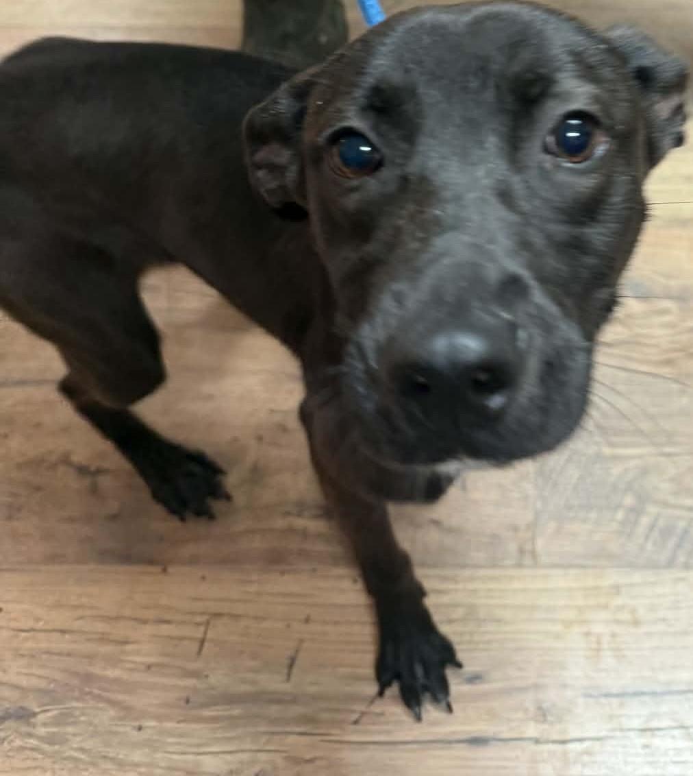 Enlarge Clarice, a ADOPTABLE mixed breed in Baxter, KY image 1/1