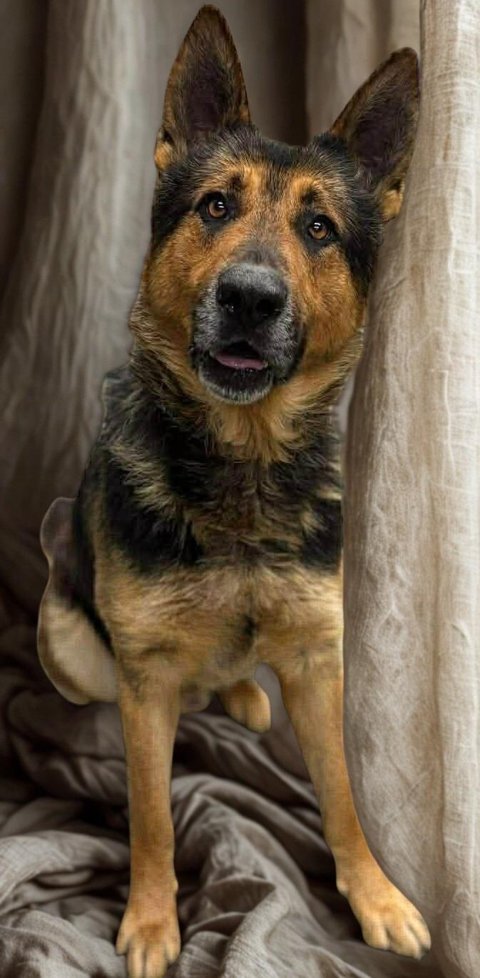 Drake, adopted, Adult Male German Shepherd Dog.