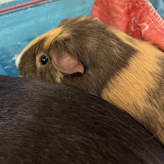 Narcissa and Lilly, Adoptable, Adult Female Guinea Pig.