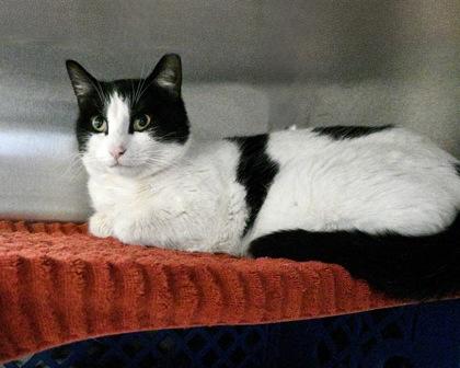 Enlarge Spring Roll, a Adoptable Domestic Short Hair in West Seneca, NY image 1/3