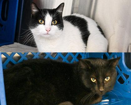 Enlarge Spring Roll, a Adoptable Domestic Short Hair in West Seneca, NY image 3/3