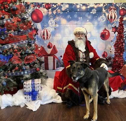 Stuffing, Adoptable, Adult Male German Shepherd Dog & Mixed Breed.