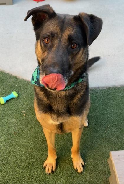 Stuffing, Adoptable, Adult Male German Shepherd Dog & Mixed Breed.