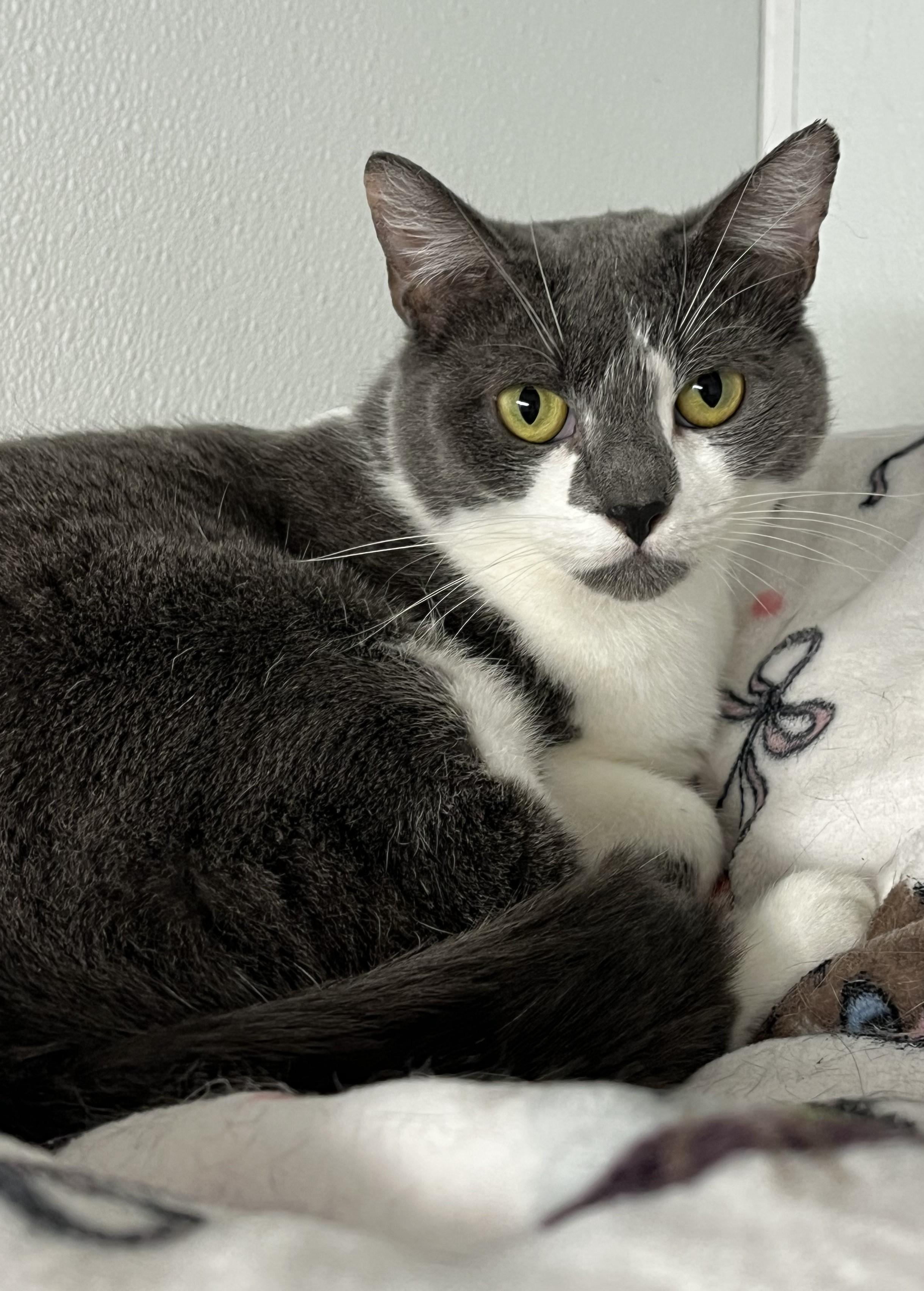 Angel, Adoptable, Young Female Domestic Short Hair.